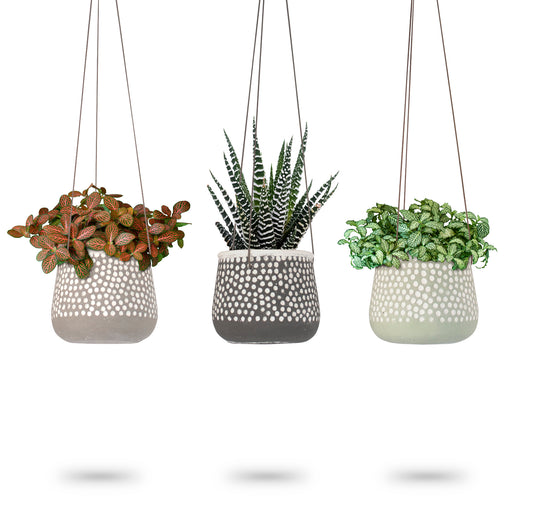 Concrete Polka Dot Hanging Planter